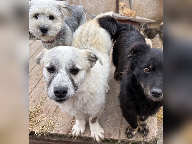 Jubata - freundlich und verschmust