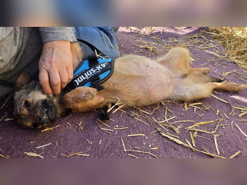 Anne - freundlich und verspielt