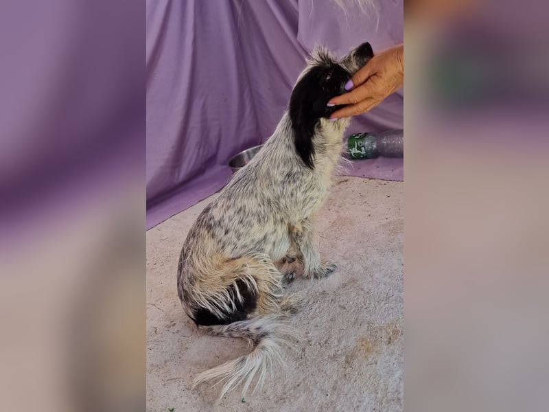 Whitney - neugierig und verschmust