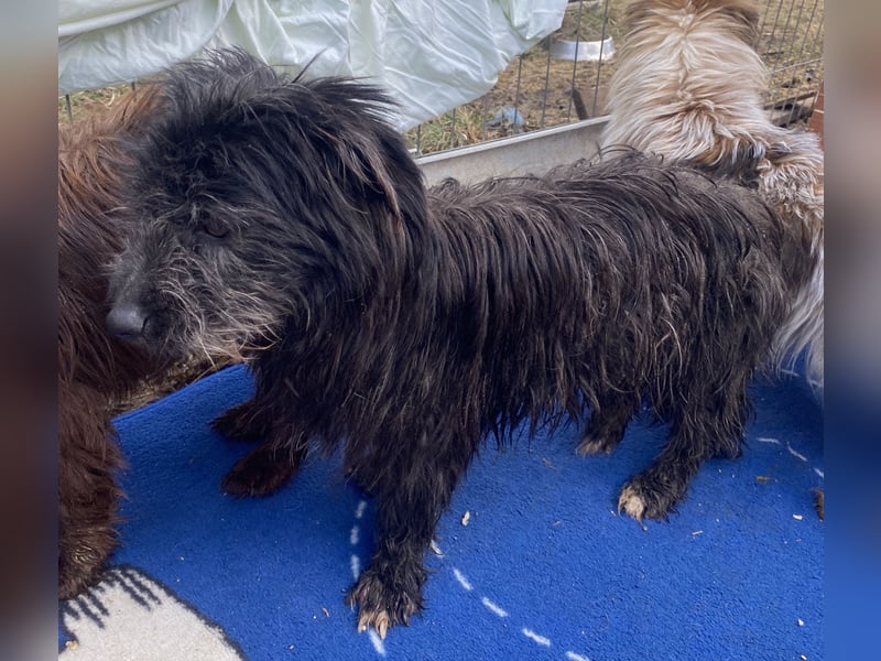 Zausel - neugierig und lernwillig