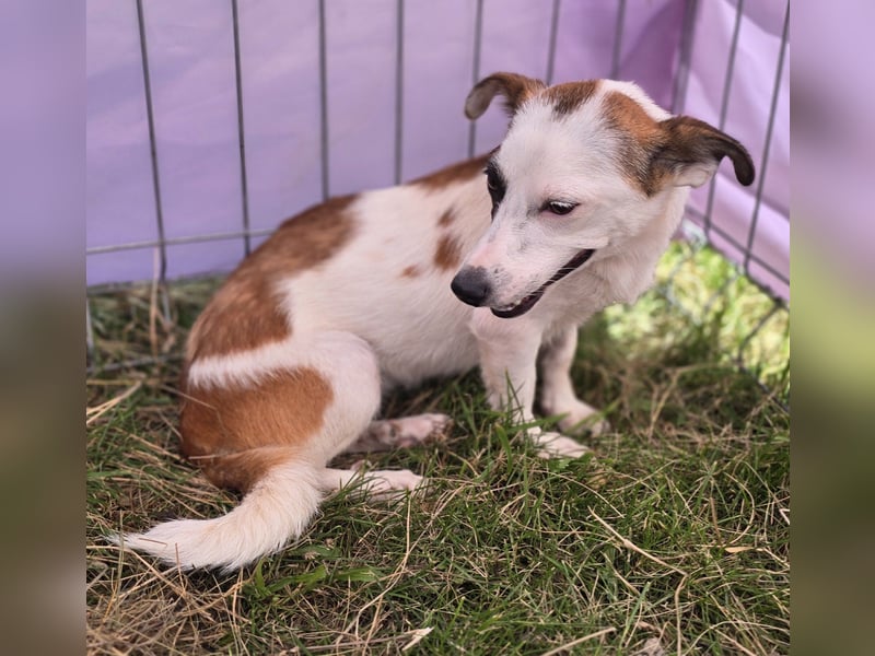 Minja - jung und verträglich