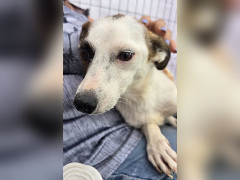 Minja - jung und verträglich