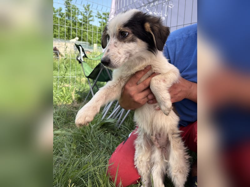 Elliot - jung und lernwillig