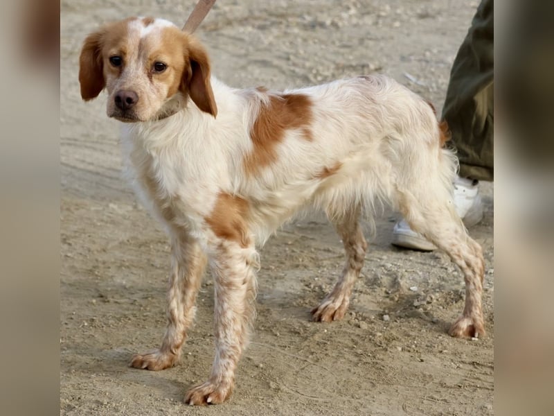 Borja, menschenbezogen, verschmust und klug