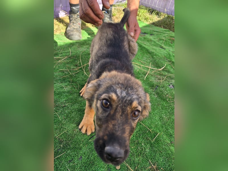 Nuri - jung und aufgeweckt