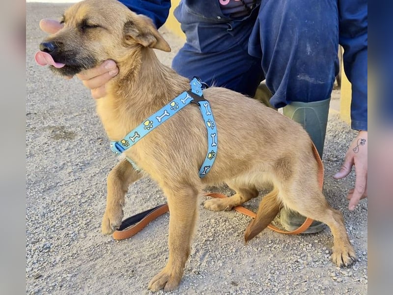 Diesel - lernwillig, freundlich und zutraulich