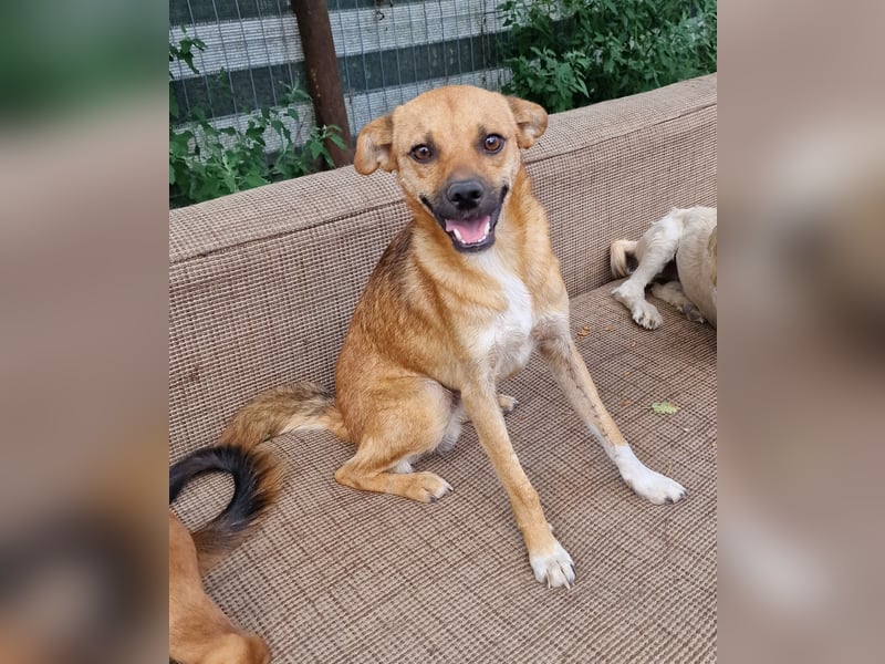 Magnus - zutraulich und menschenbezogen