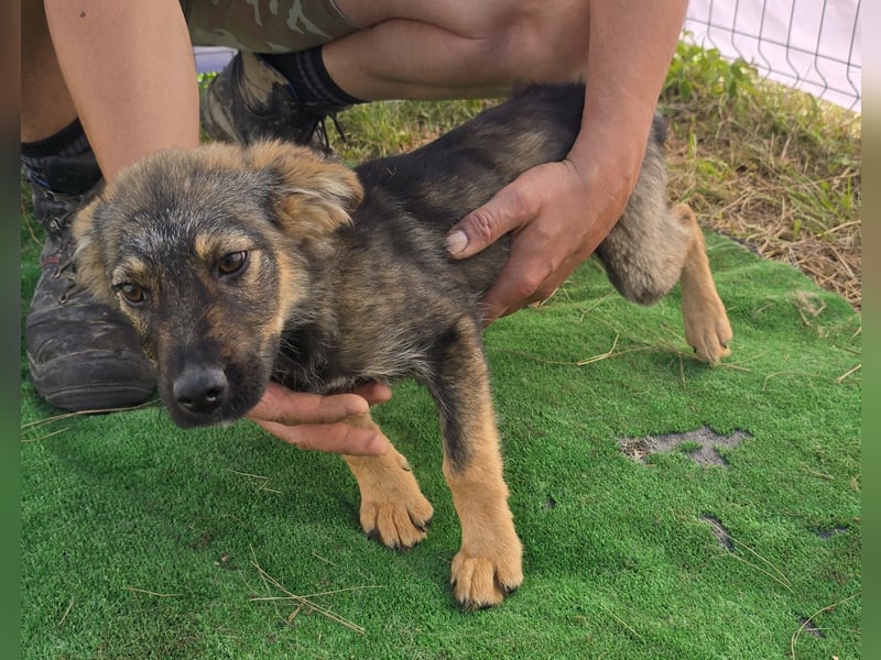 Nuri - jung und aufgeweckt