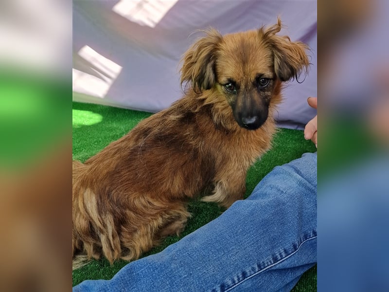 Nemo - schlau und aufmerksam