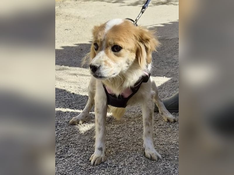 Alma - verschmust, neugierig und aufmerksam