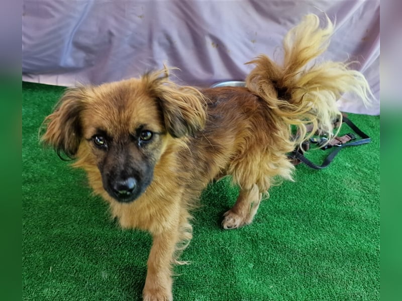 Nemo - schlau und aufmerksam