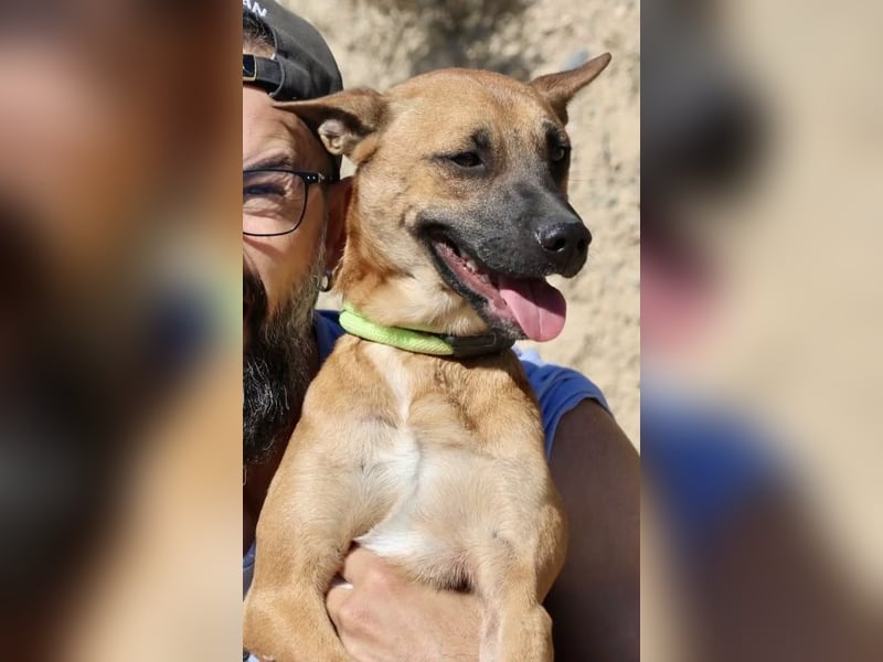 Sara - aufmerksam, verschmust und neugierig