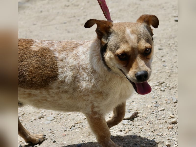 Sinatra - lässt sich gerne anfassen, neugierig und zutraulich