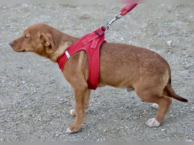 Buddy - lernwillig, freundlich und zutraulich