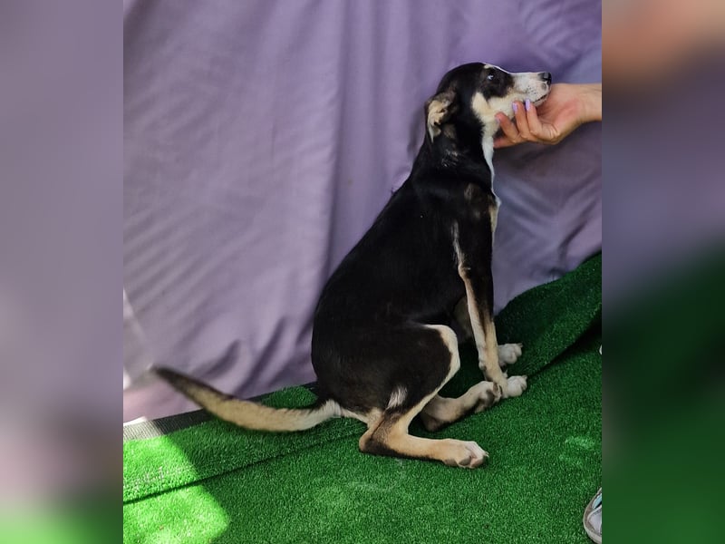 Paule - aufgeweckt und neugierig