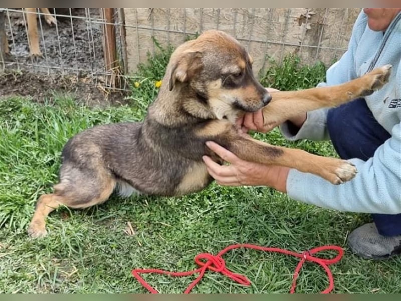 Maddy - agil und interessiert