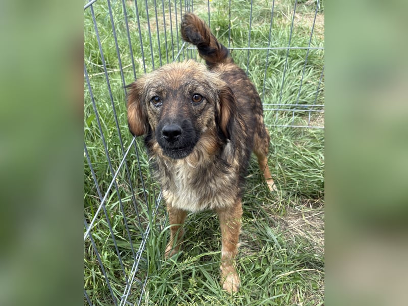 Enya - neugierig und aufmerksam