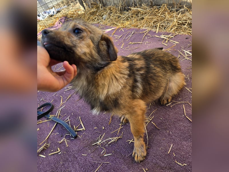 Anne - freundlich und verspielt