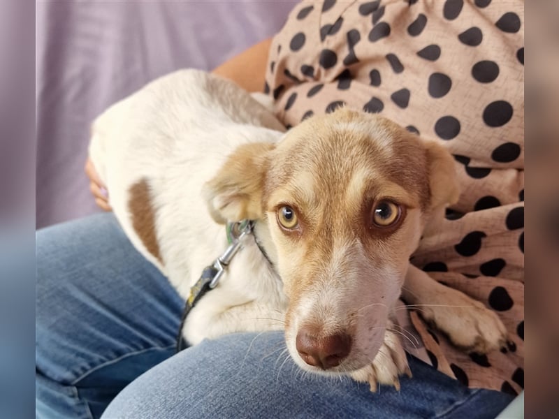 Katy - vorsichtig und verschmust