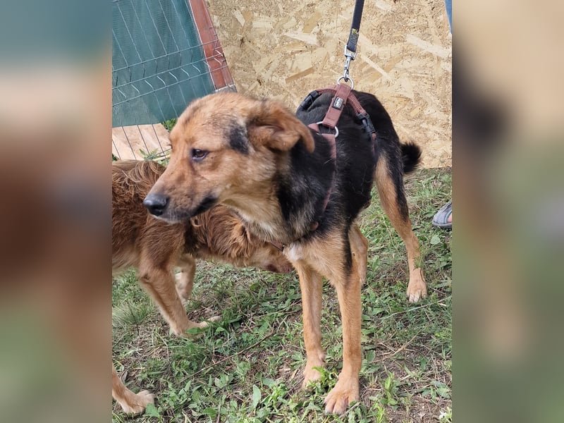 Juniper - agil und verschmust