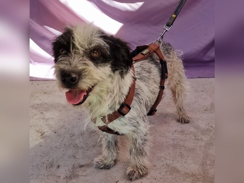 Whitney - neugierig und verschmust