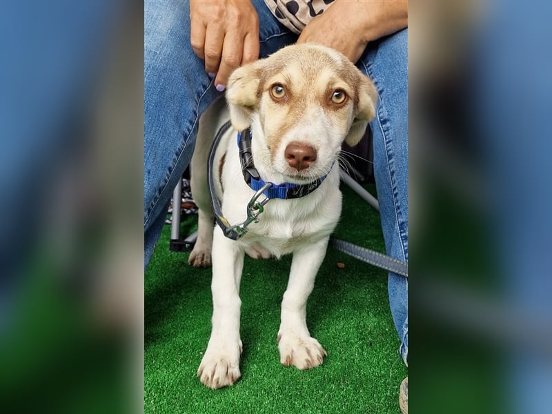 Katy - vorsichtig und verschmust