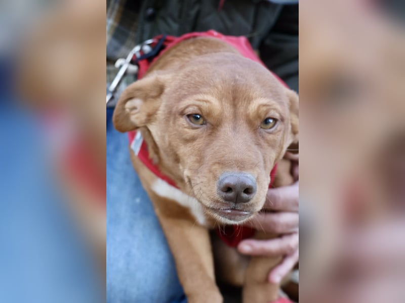 Buddy - lernwillig, freundlich und zutraulich