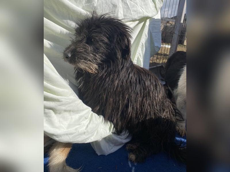 Zausel - neugierig und lernwillig