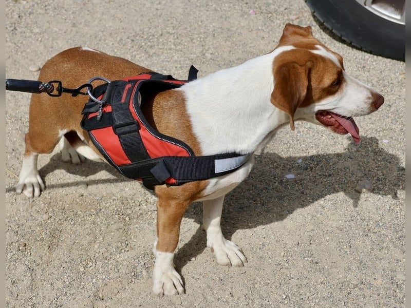 Lola - verschmust, neugierig und freundlich