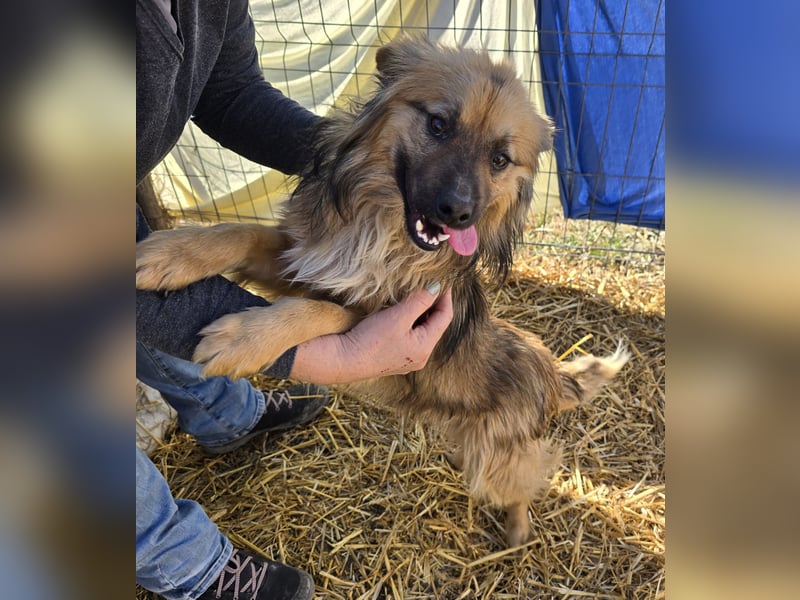 Carlo - verschmust und freundlich