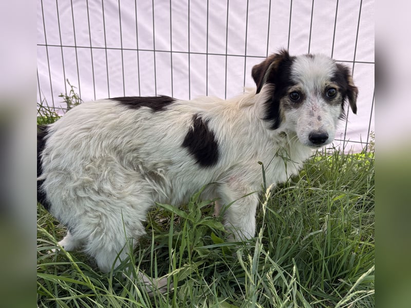 Elliot - jung und lernwillig