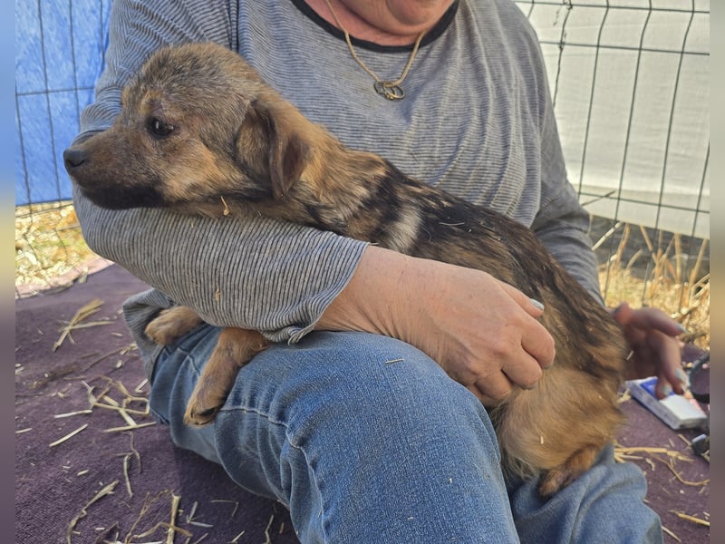 Anne - neugierig und freundlich