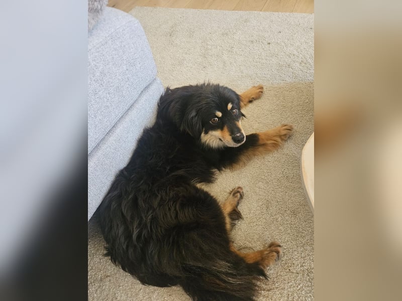 Lio - neugierg und leinenführig - BEREITS IN DEUTSCHLAND