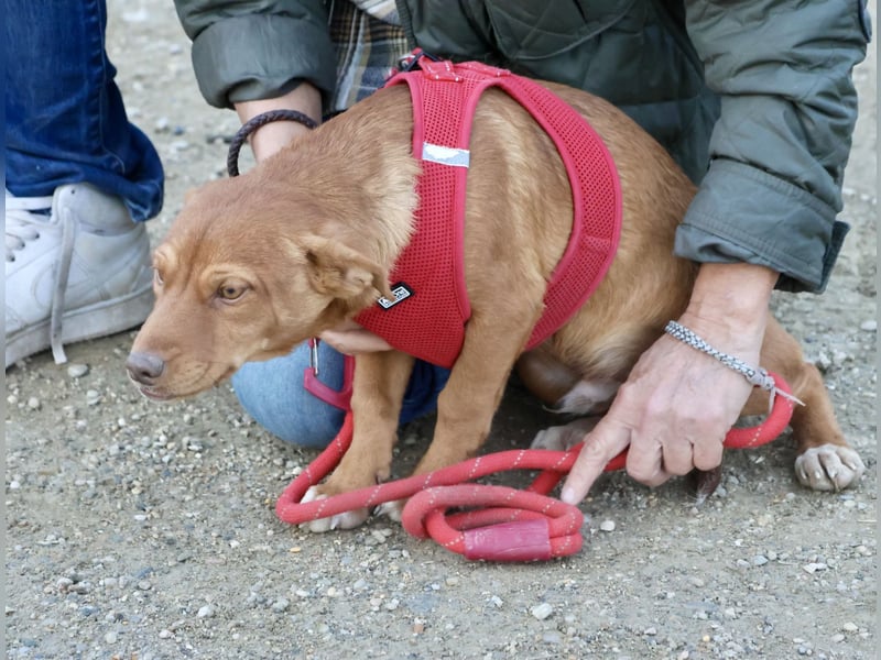 Buddy - lernwillig, freundlich und zutraulich