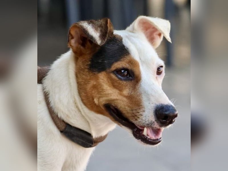 Parche, aufgeschlossen, lernwillig, verträglich