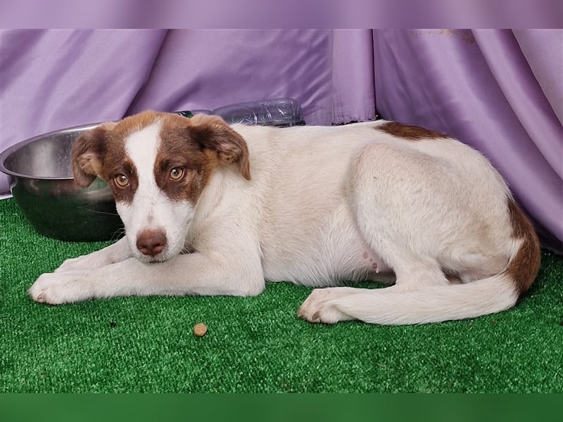 Kim - zurückhaltend und verträglich