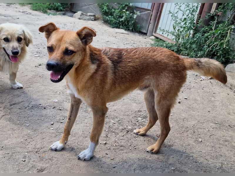 Magnus - zutraulich und menschenbezogen