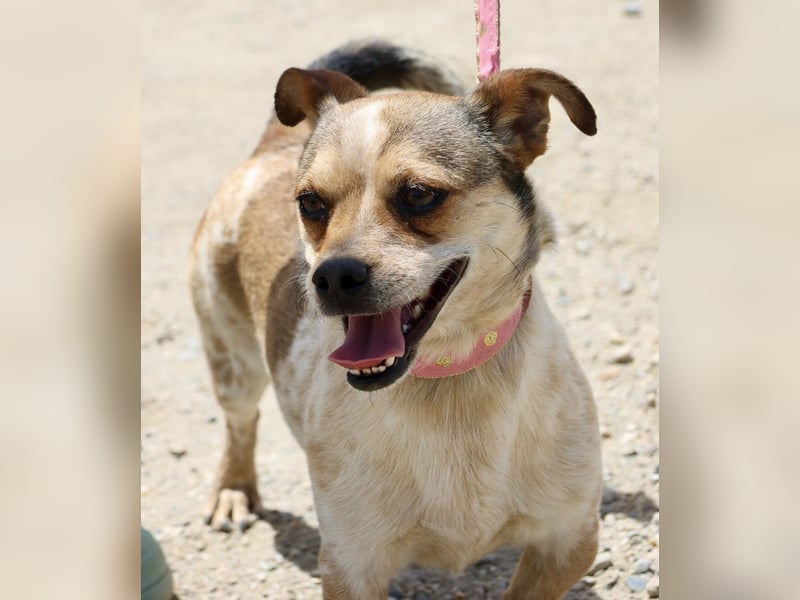 Sinatra - lässt sich gerne anfassen, neugierig und zutraulich