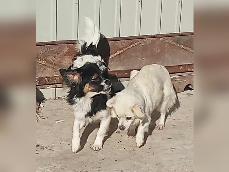 Babsi - freundlich und lernwillig