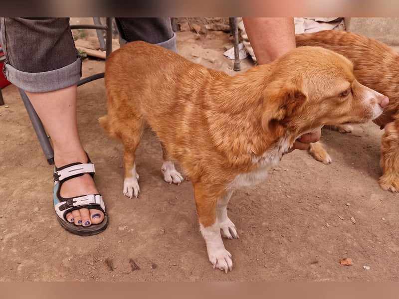 Ovana - freundlich und vorsichtig