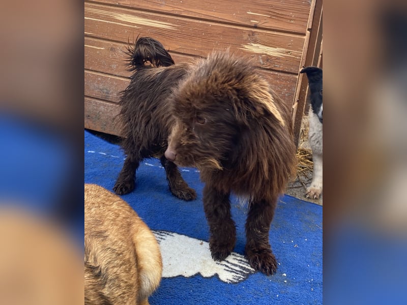 Sam - freundlich und verträglich