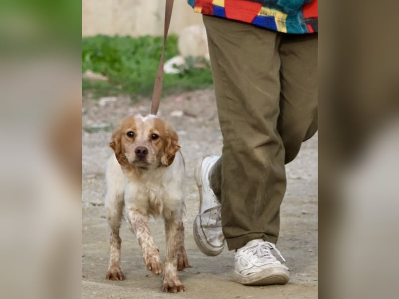 Borja, menschenbezogen, verschmust und klug