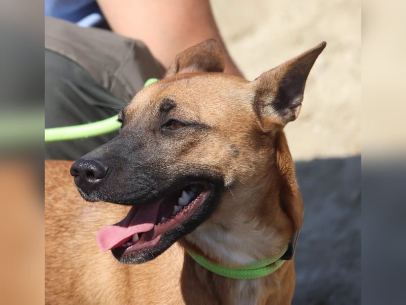 Sara - aufmerksam, verschmust und neugierig