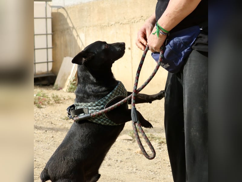 Zeus - lässt sich gerne streicheln,  neugierig und freundlich