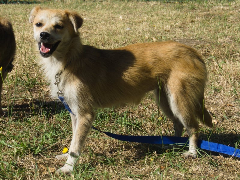 Lotte - gut verträglich - BEREITS IN DEUTSCHLAND