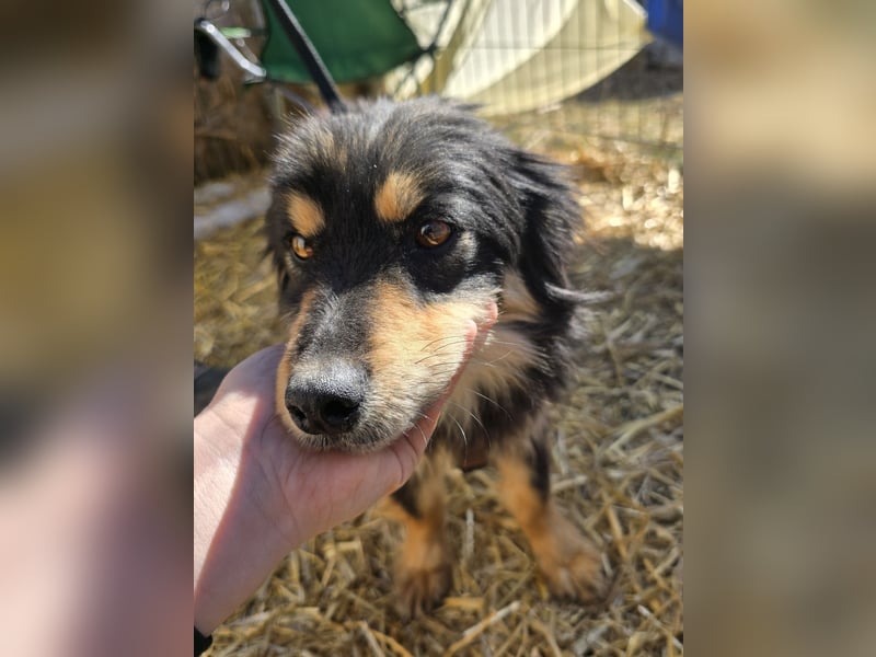 Lio - vorsichtig und neugierig