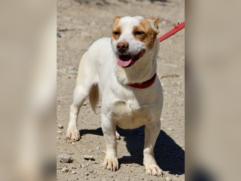 Kevin - verschmust, freundlich und aufgeweckt