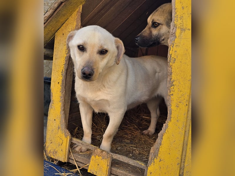 Robin - freundlich und lernwillig