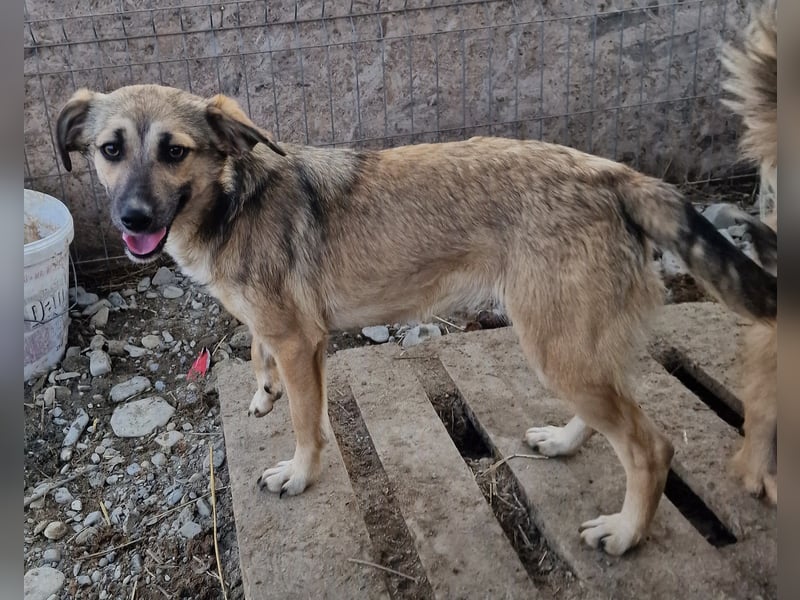 Caya - lernwillig und neugierig - BEREITS IN DEUTSCHLAND