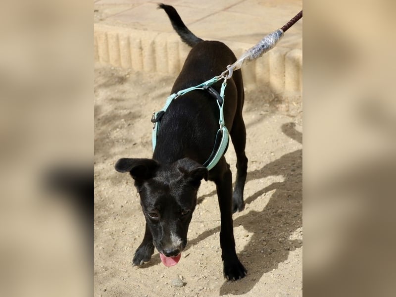 Ron - lässt sich gerne anfassen, freundlich und neugierig